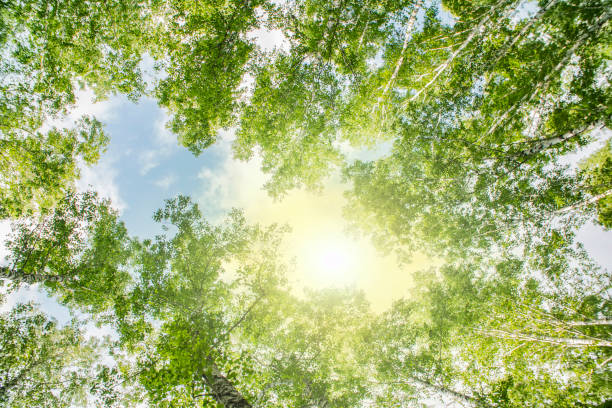 istock bottom view of the tree crowns in summer forest 981938806