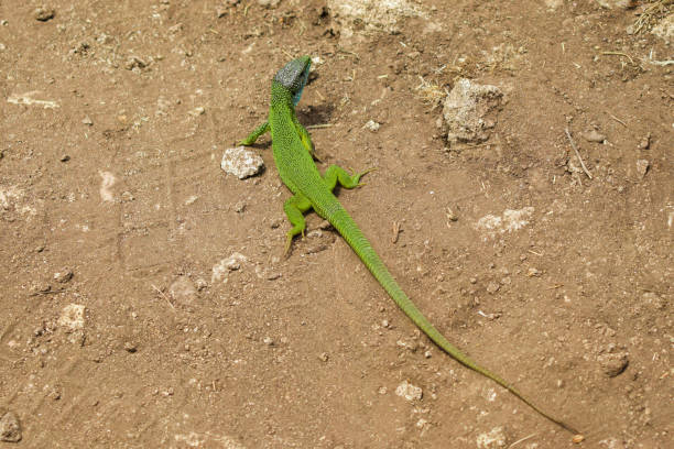 istock Close-up of a common green lizard 981944202