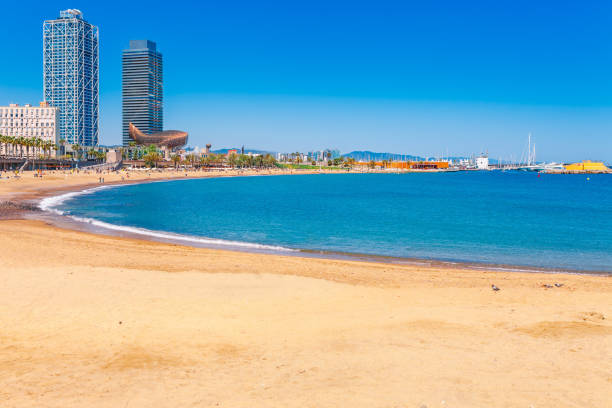 istock Barceloneta beach in Barcelona. Nice sand beach with palms. Sunny bright day with blue sky. Famous tourist destination in Catalonia, Spain 981948464