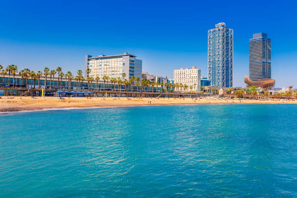 Barceloneta beach in Barcelona. Nice sand beach with palms. Sunny bright day with blue sky. Famous tourist destination in Catalonia, Spain