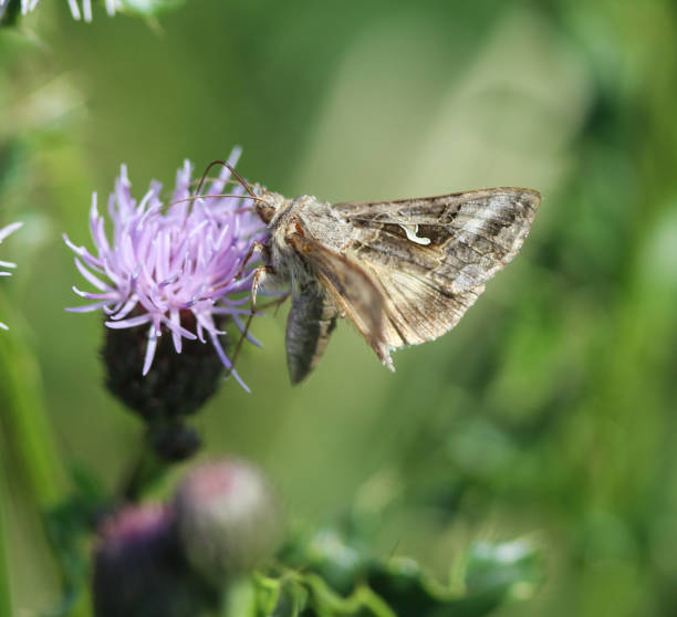 istock Silver Y moth (Autographa gamma), sitting on flower collecting nectar 981957010