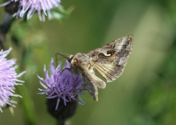 close up of Silver Y moth on flower