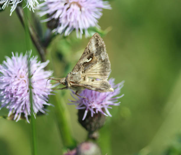 istock Silver Y moth (Autographa gamma), sitting on flower collecting nectar 981957306