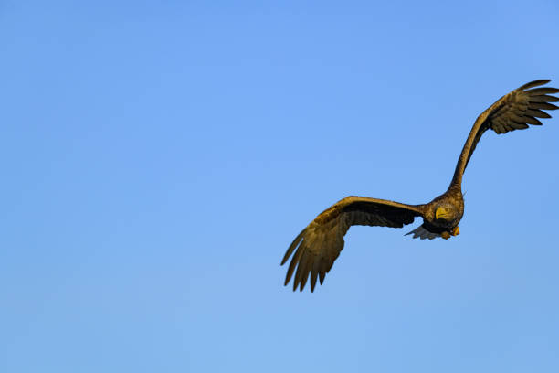 istock White-tailed eagle or sea eagle hunting in the sky over Northern Norway 981961704
