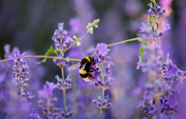 Photo of Bumble bee collecting nectar.