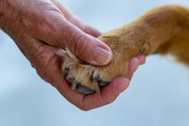 istock woman holding dog paw 981976584