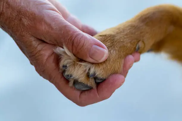 woman holding dog paw