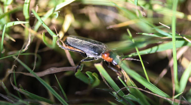 istock Phymatodes testaceus, commonly known as the tanbark borer, or the violet tanbark beetle, on flower 981976682