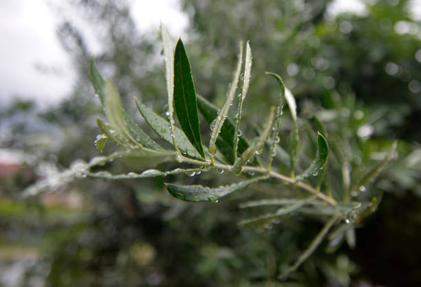 istock Focus on the one Oleander branch with leaves after the rain 981977328