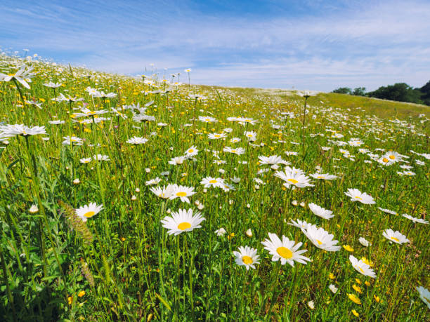 istock Sunny spring countryside,Northern Ireland 981977816