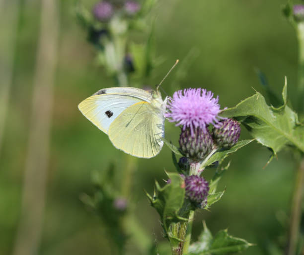istock Pieris rapae, the small white butterfly or small cabbage white, sitting on flower 981986460