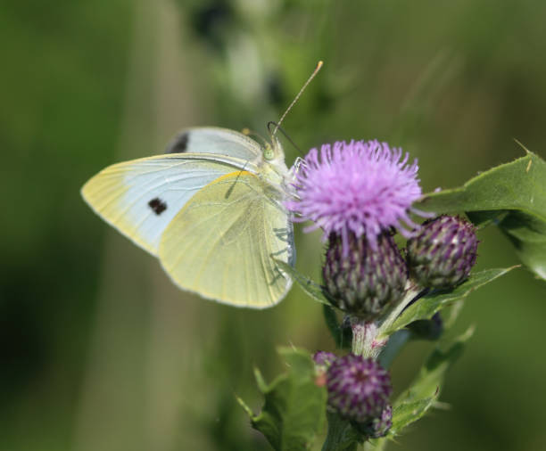 istock Pieris rapae, the small white butterfly or small cabbage white, sitting on flower 981986462