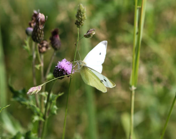 istock Pieris rapae, the small white butterfly or small cabbage white, sitting on flower 981991370