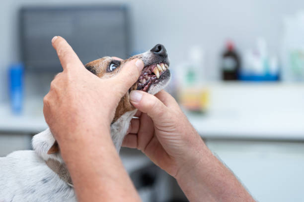 istock Vet examines a dog - Jack Russell Terrier 981994840