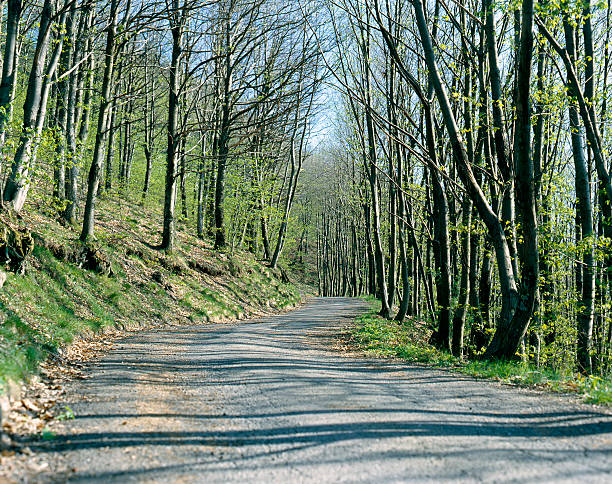 Sulla magnifica Toscana: Strada di campagna incontaminata, alberi, italiano, Italia - foto stock