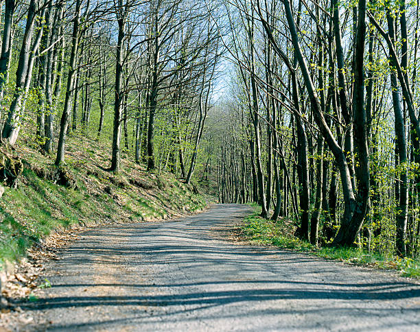 A Bela Toscana: Estrada secundária árvores, Italiano, Itália Reserva Ecológica - fotografia de stock