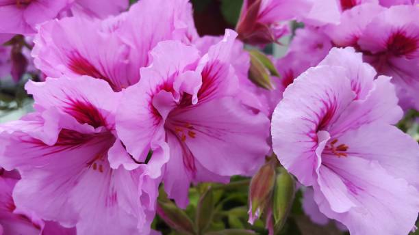 istock Pink flowers against white brick wall 982003194