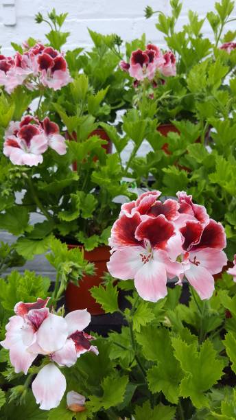 istock Pink flowers against white brick wall 982003238