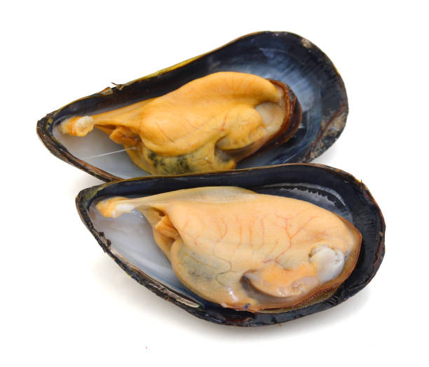 istock group of boiled mussels in shells isolated on white background 982006856
