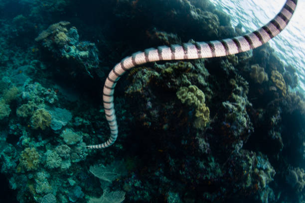 istock Banded Sea Krait Swimming 982007638