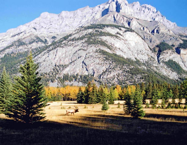 istock Bull elk in open field near Banff  Alberta 982009984