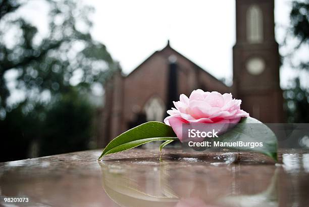 Rose Sobre Grave Foto de stock y más banco de imágenes de Funeral - Funeral, Flor, Tumba - Cementerio