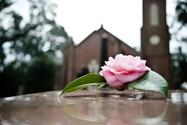 Photo of Rose on grave