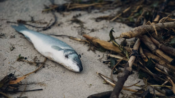 flies floating over rotten fish, toxic waste harming nature, causing illnesses - harming imagens e fotografias de stock