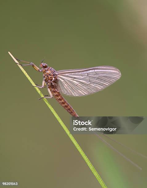 Photo libre de droit de Éphémères banque d'images et plus d'images libres de droit de Aile d'animal - Aile d'animal, Faune sauvage, Grossissement