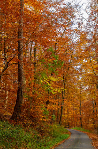 istock Road through the colorful autumn forest 982016680