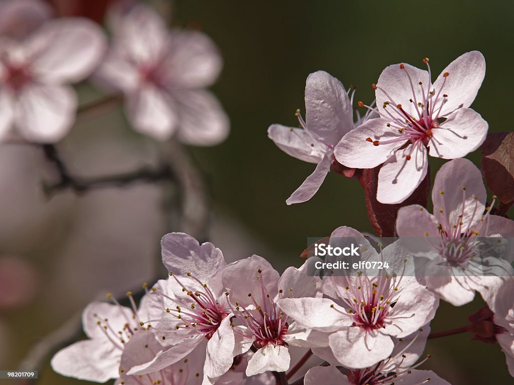 Fleurs rose Prune - Photo de Art libre de droits