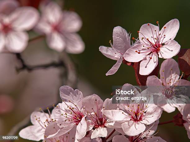 Photo libre de droit de Fleurs Rose Prune banque d'images et plus d'images libres de droit de Art - Art, Asiatique de l'Est et du Sud-Est, Asie