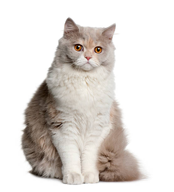 istock Front view of British longhair cat, sitting 98201868