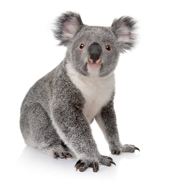 kleine koala sitzt auf weißem hintergrund - koala stock-fotos und bilder