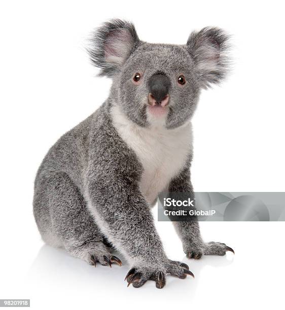 Kleine Koala Sitzt Auf Weißem Hintergrund Stockfoto und mehr Bilder von Koala - Koala, Weißer Hintergrund, Freisteller – Neutraler Hintergrund