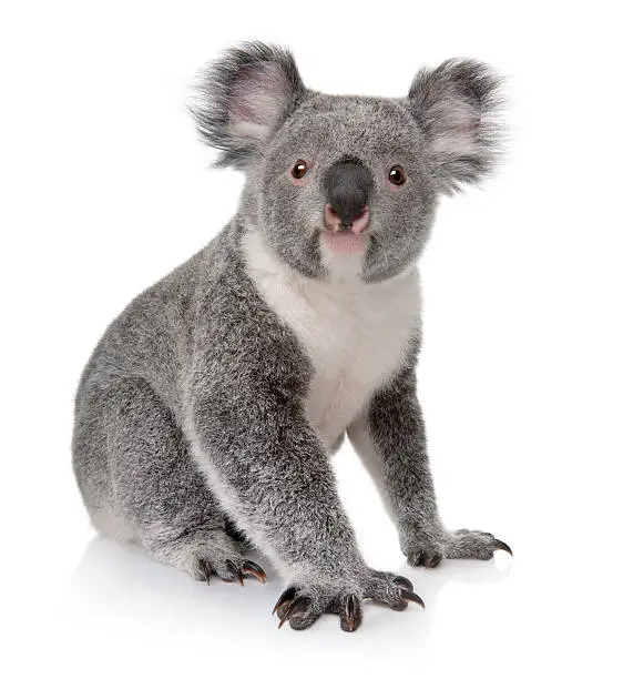 Photo of Small koala sitting on white background