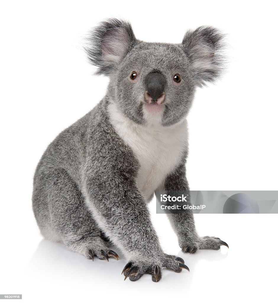 Małe koala siedzi na białym tle - Zbiór zdjęć royalty-free (Koala)