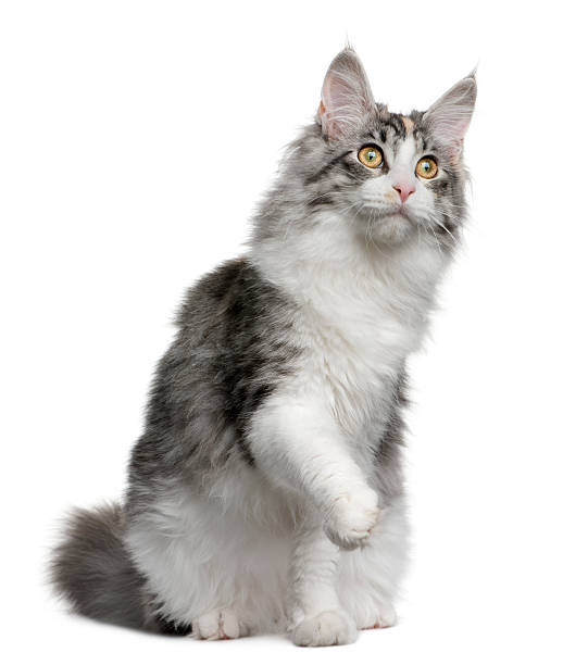istock Front view of Maine coon kitten, sitting with paw up 98201941