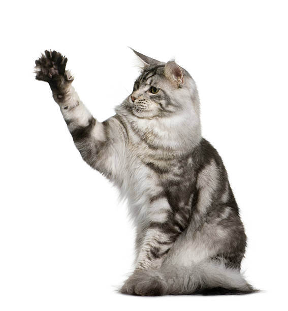 istock Side view of Maine coon, sitting with one paw up 98201962