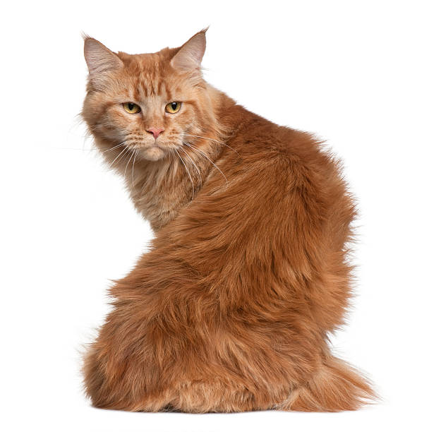 istock Rear view of Maine coon sitting and  looking back 98201968