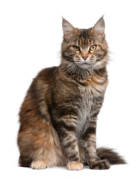 istock Side view of Maine coon cat, sitting. 98201970
