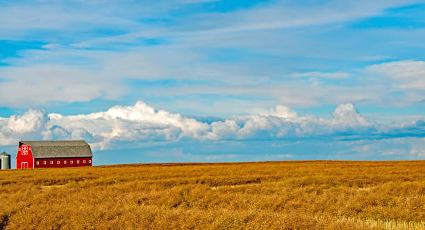 istock A good wheat crop ready to harvest   September 982020872