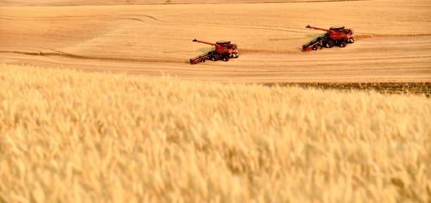 istock Two combines on hillside of wheat 982023800