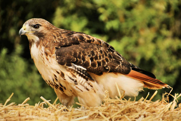 istock A view of a Buzzard perched on a bale in Shropshire 982024140