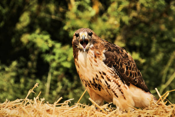 istock A view of a Buzzard perched on a bale in Shropshire 982024152