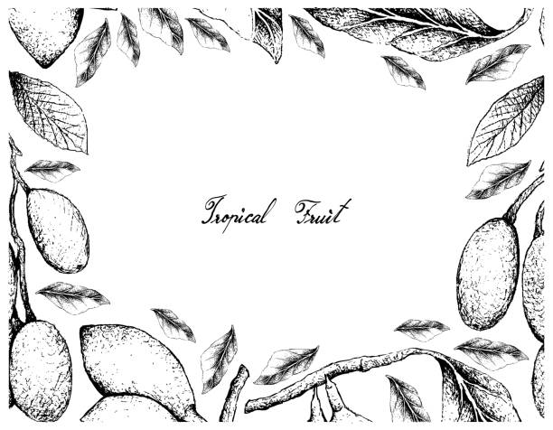 Hand Drawn Frame of Elaeocarpus Hygrophilus and Curriola Fruits vector art illustration