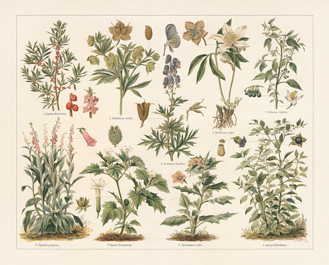 Poisonous plants: 1) February daphne (Daphne mezereum) with fruits and blossoms; 2) Green hellebore (Helleborus viridis) with fruit and seed; 3) Christmas rose (Helleborus niger) with opened fruits; 4) European black nightshade (Solanum nigrum) with fruits and blossom; 5) Monk's-hood (Aconitum napellus) with opened and closed fruits, and blossom (cross section); 6) Foxglove (Digitalis purpurea) with blossom and fruit; 7) Jimsonweed (Datura Stramonium) with blossom and fruit; 8) Henbane (Hyoscyamus niger) with blossom and fruit with opened lid; 9) Deadly nightshade (Atropa belladonna) with blossom and fruit. Lithograph after Paul Behrend (German agricultural chemist, 1853 - 1905), published in 1897.