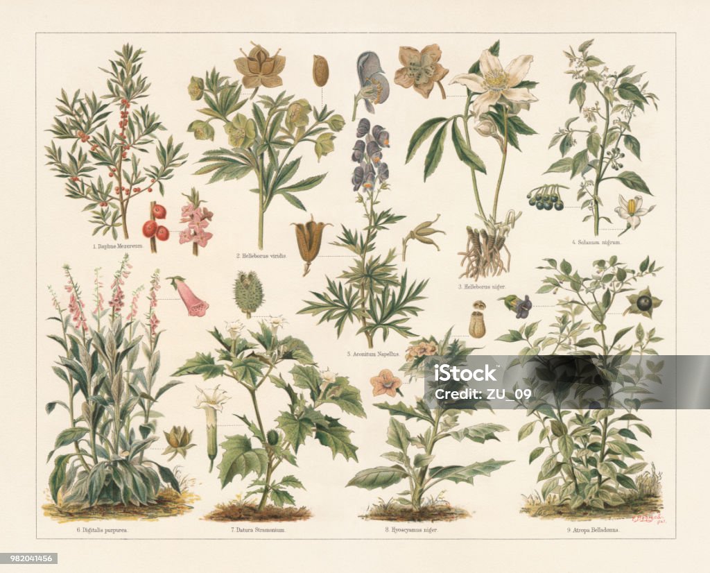 Poisonous plants, lithograph, published in 1897 Poisonous plants: 1) February daphne (Daphne mezereum) with fruits and blossoms; 2) Green hellebore (Helleborus viridis) with fruit and seed; 3) Christmas rose (Helleborus niger) with opened fruits; 4) European black nightshade (Solanum nigrum) with fruits and blossom; 5) Monk's-hood (Aconitum napellus) with opened and closed fruits, and blossom (cross section); 6) Foxglove (Digitalis purpurea) with blossom and fruit; 7) Jimsonweed (Datura Stramonium) with blossom and fruit; 8) Henbane (Hyoscyamus niger) with blossom and fruit with opened lid; 9) Deadly nightshade (Atropa belladonna) with blossom and fruit. Lithograph after Paul Behrend (German agricultural chemist, 1853 - 1905), published in 1897. Botany stock illustration