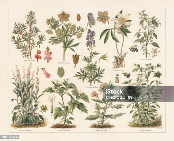 Poisonous Plants Lithograph Published In 1897 Stock Illustration - Download Image Now - Botany, Illustration, Drawing - Art Product