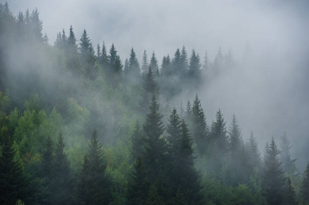 flancs des montagnes paysage avec sapins dans le brouillard en svanétie (géorgie). - noble fir photos et images de collection